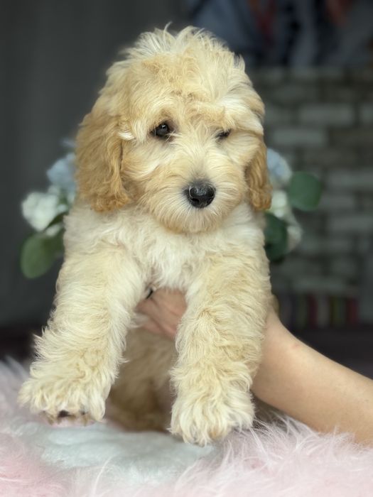 Миниатюрная девочка пудель