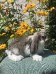 Mini Lop Karzelek Baranek