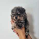 Szpic miniaturowy, pomeranian