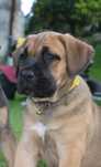 Cane corso suczka ZKwP