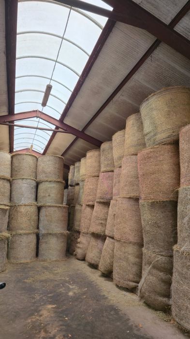 Siano bele w belach 130 cm baloty 2025