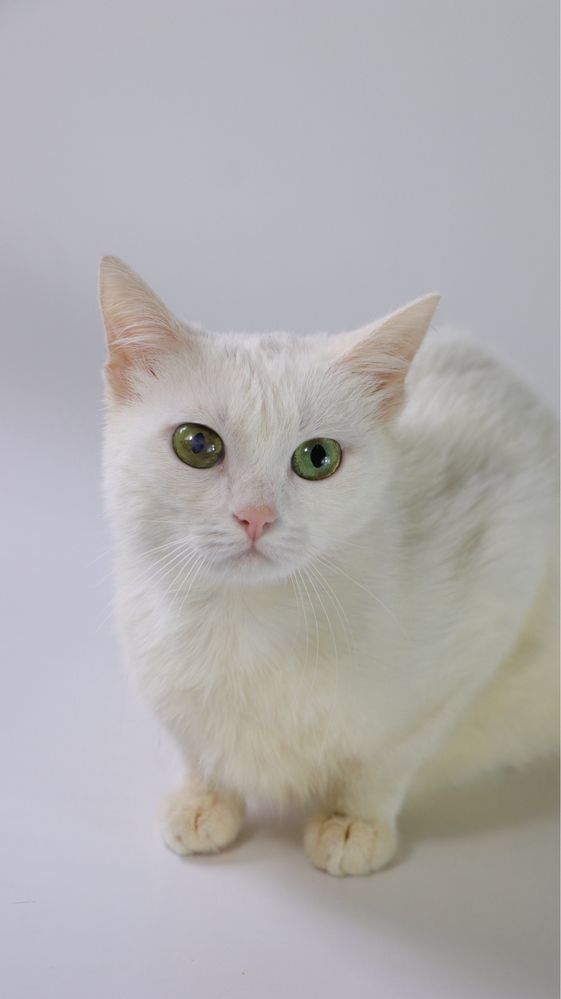 Котеня, котенята, котики, киця, кошка, котята, котик