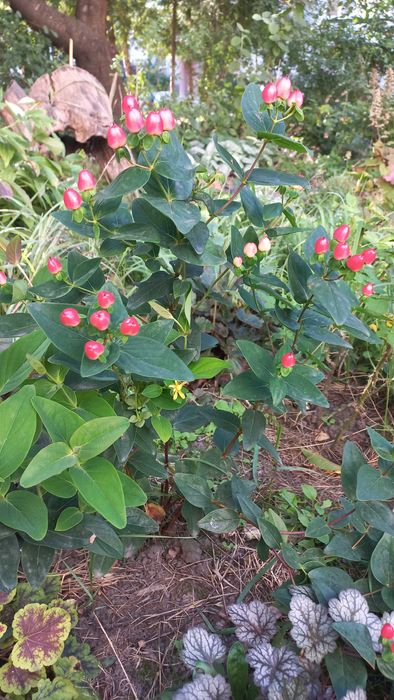 Сакура ,глід,верби,піони,барбариси,гортензії,дієрвілла,піроканта і т.д