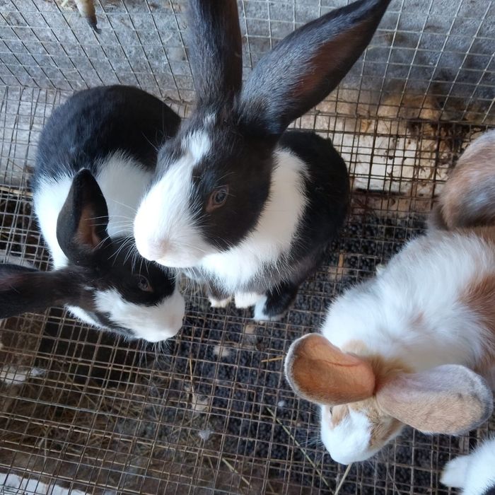 Coelhos Caseiros