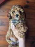 Cavapoo f1 piesek szczeniak do odbioru gotowy