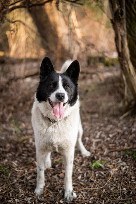 Przepiękny, bardzo inteligentny i łagodny pies jak husky. Czarno biały