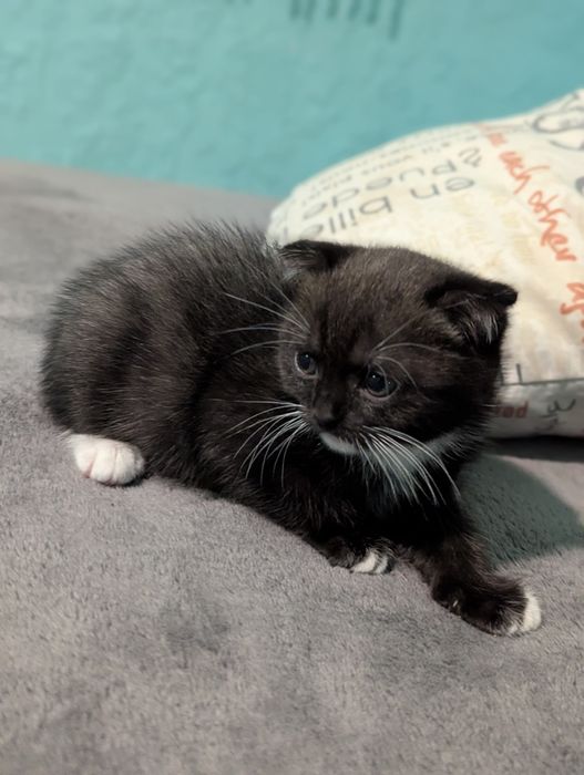 КОШЕНЯТА шукають дім!