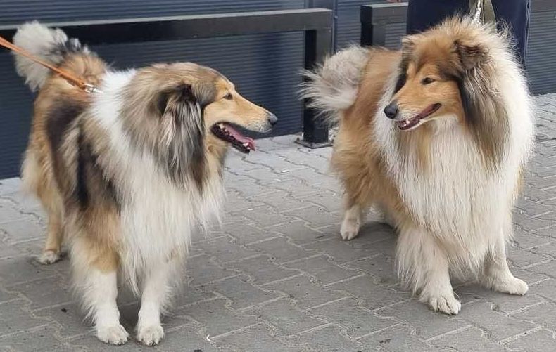 Szczeniak Owczarek Szkocki Długowłosy Collie