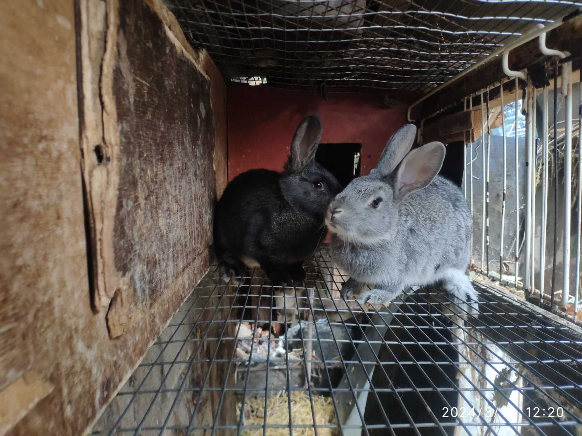 Кролики радянська шиншила полтавське срібло