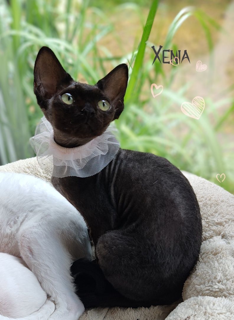 Devon rex Xenia - miniaturowa czarna pantera