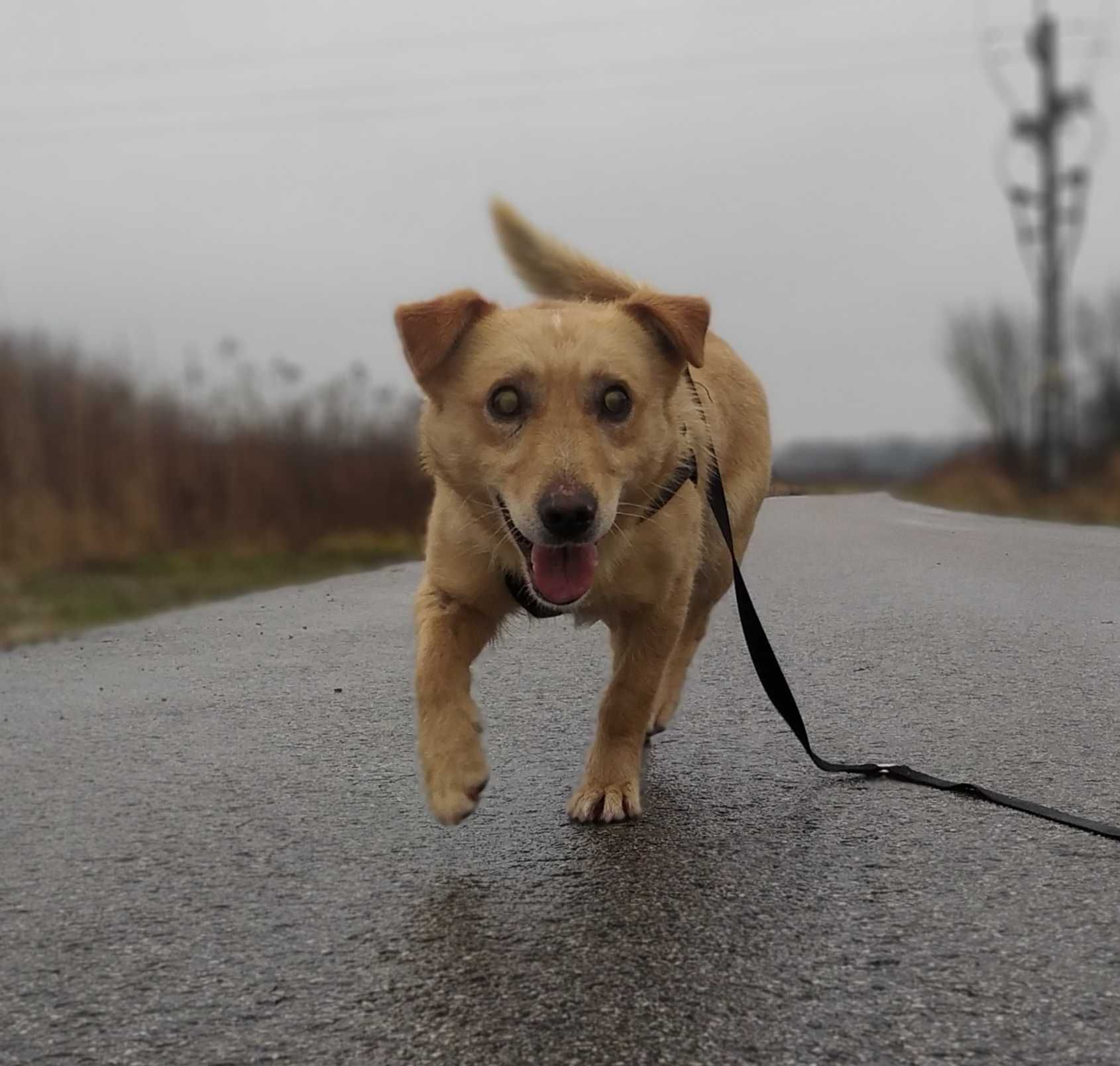 Komu tego słodziaka do domu?