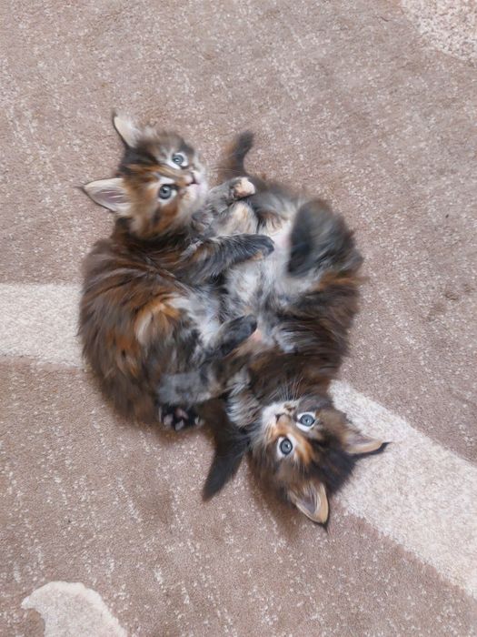 Мейн кун.Мейнкунята дівчата