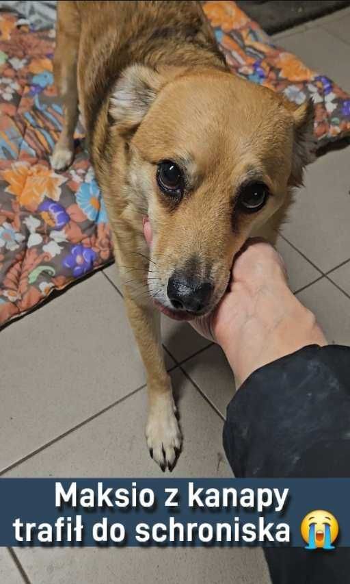 DOM dla Maksia ratujący życie Pani zmarla a on w schronisku Kocie i Ps