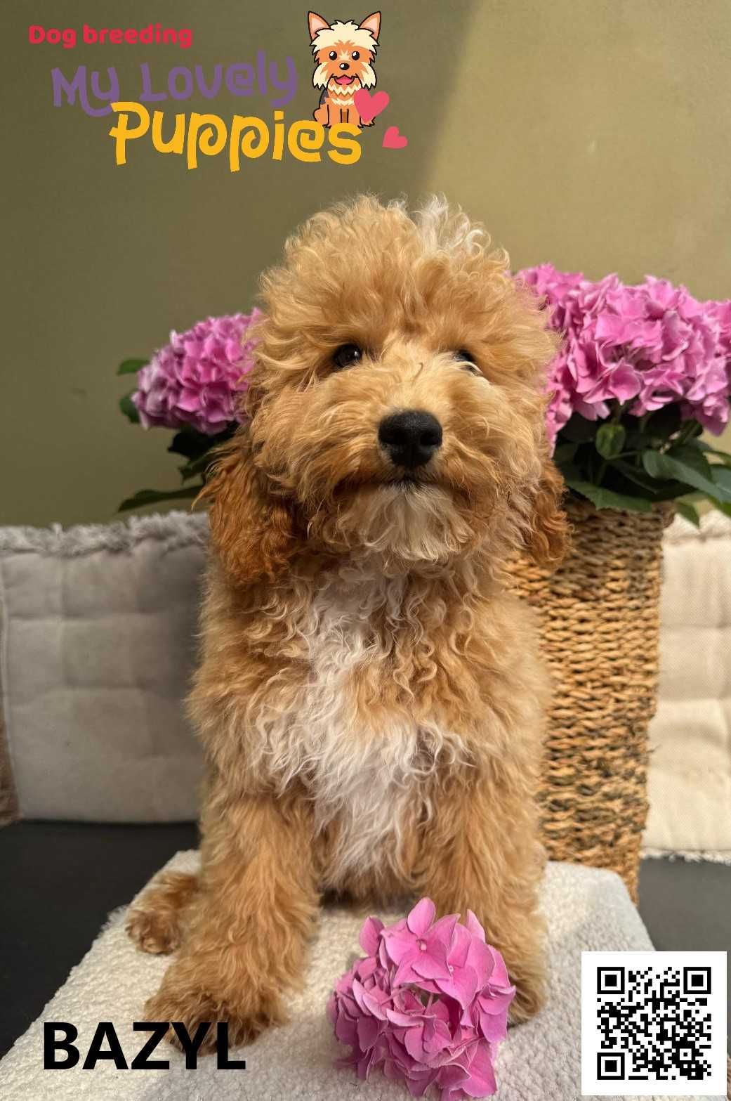Cockapoo, śliczny chłopiec Bazyl