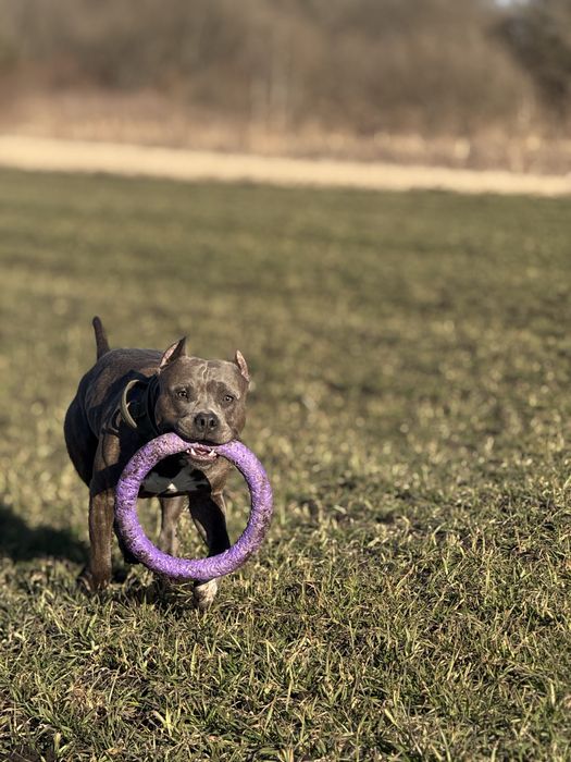 Перетримка та дресура  собак
