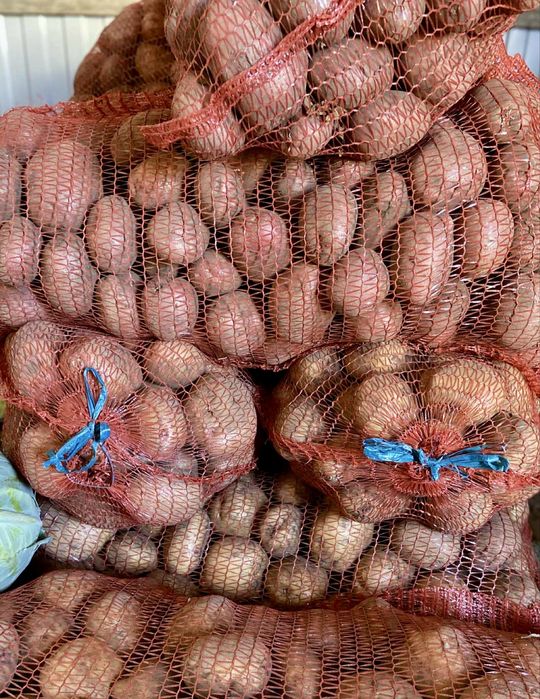 Продам велику картоплю