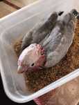Catatuas Galah (Eolophus roseicapilla)