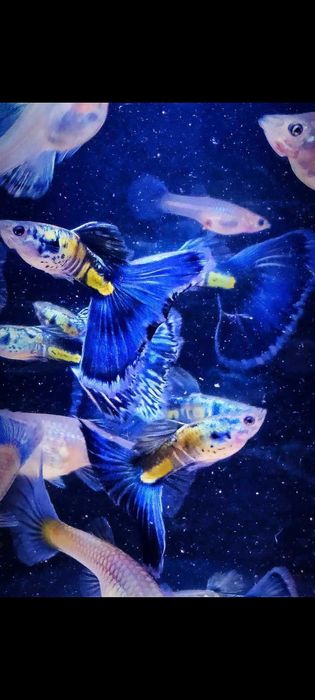 Gupik gupiki Galaxy blue tail