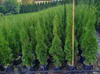Thuja Tuja Szmaragd 100-120 cm donica 5 l SUPER JAKOŚĆ