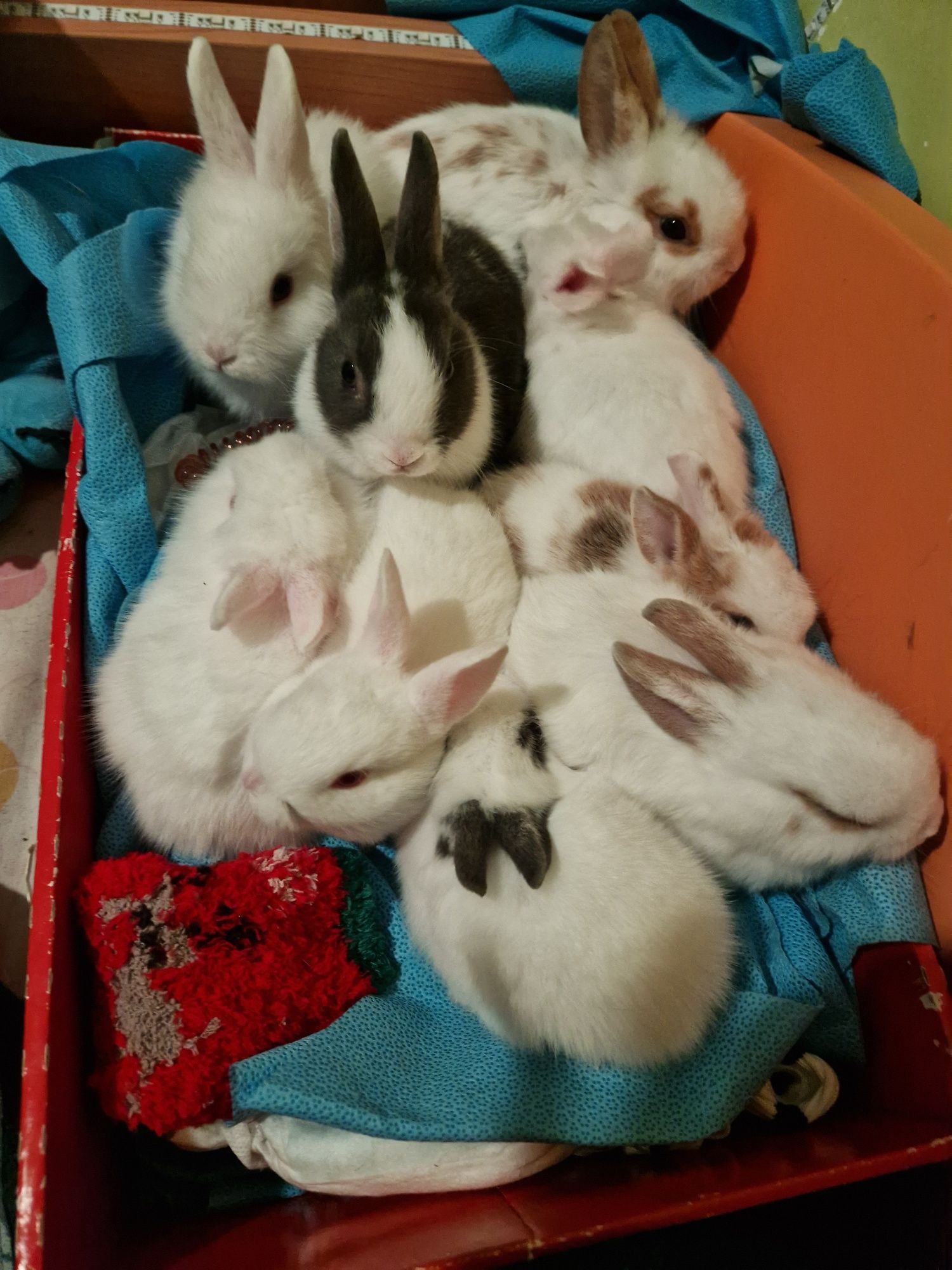 Coelhos Para doar