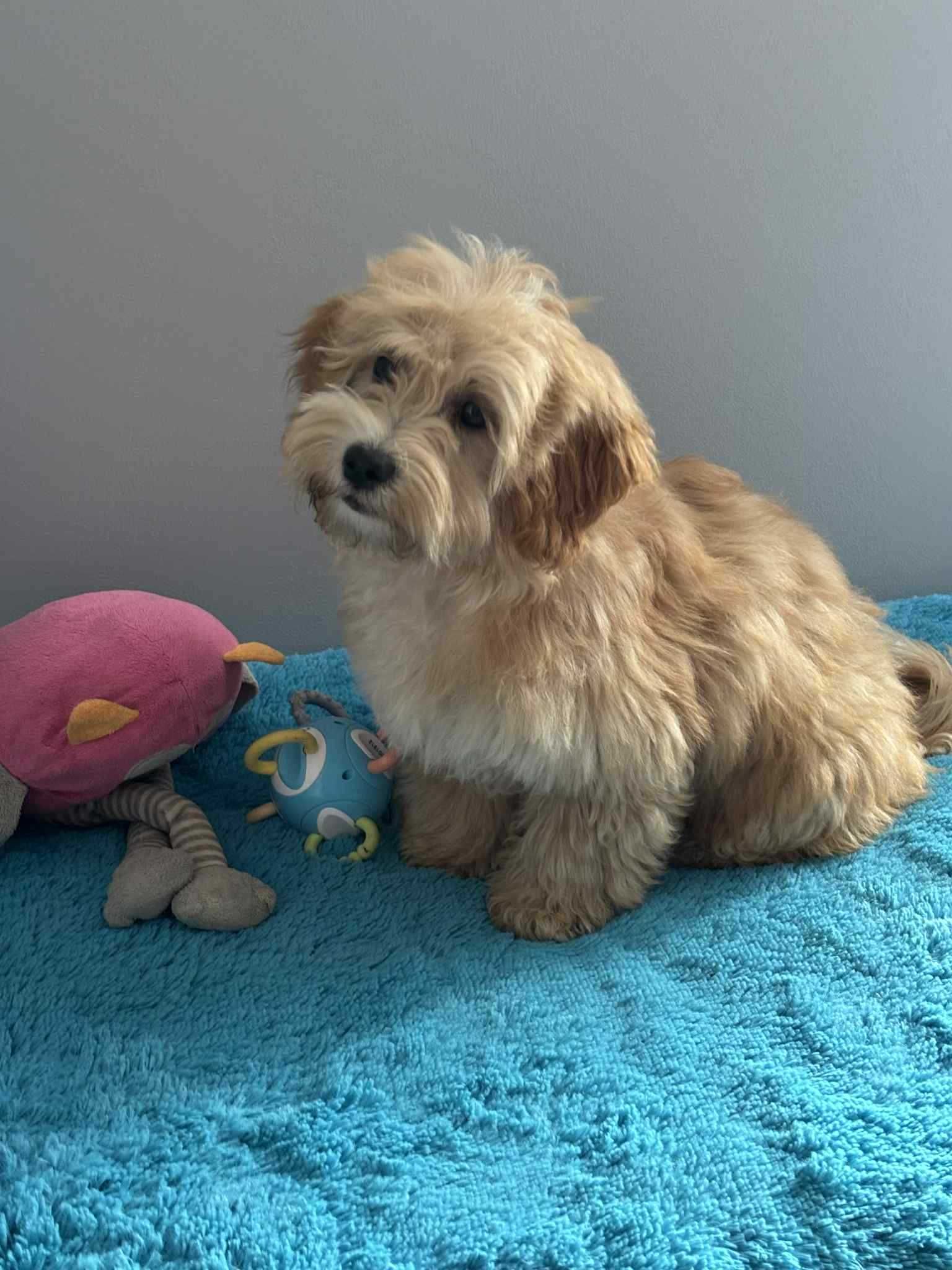 Maltipoo F1-maltańczyk/pudel toy -Pies