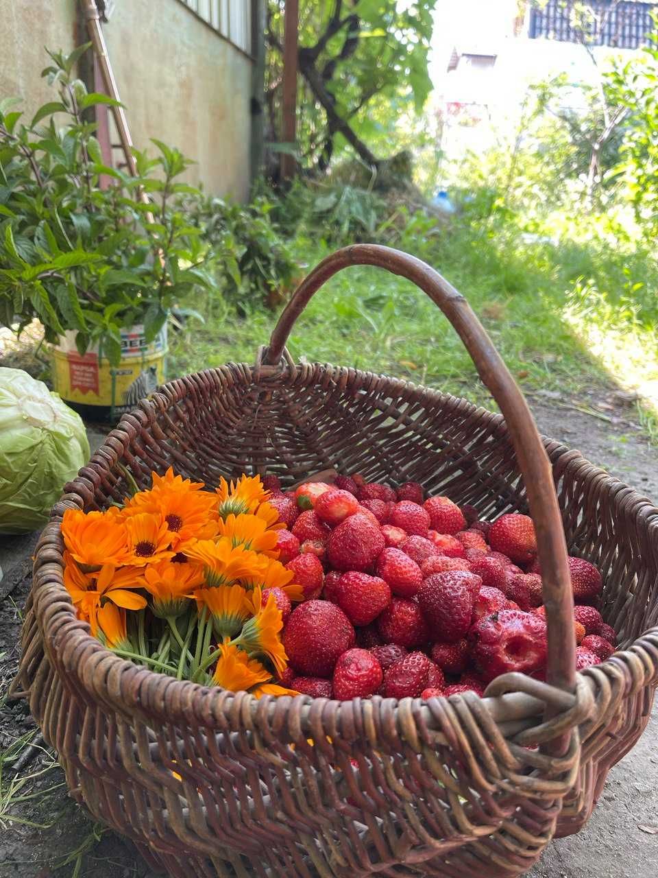Продам дві ділянки землі Юність 1.