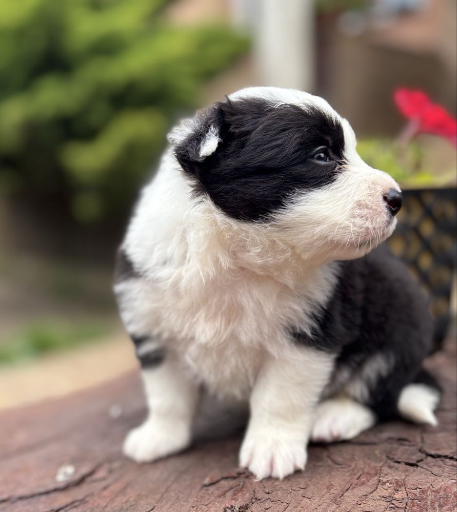 Border collie - szczenię z rodowodem