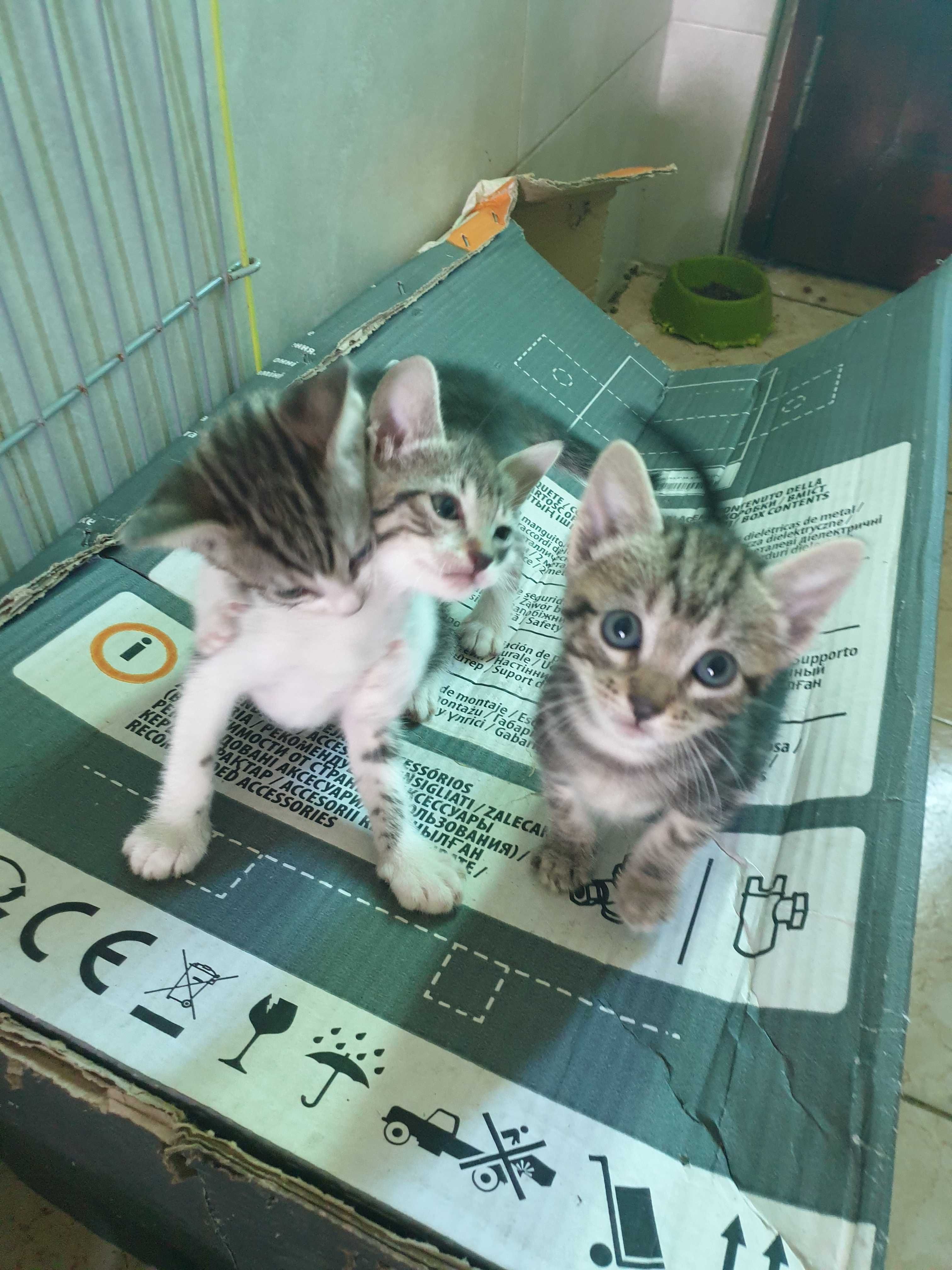 Gatinhos para adopção