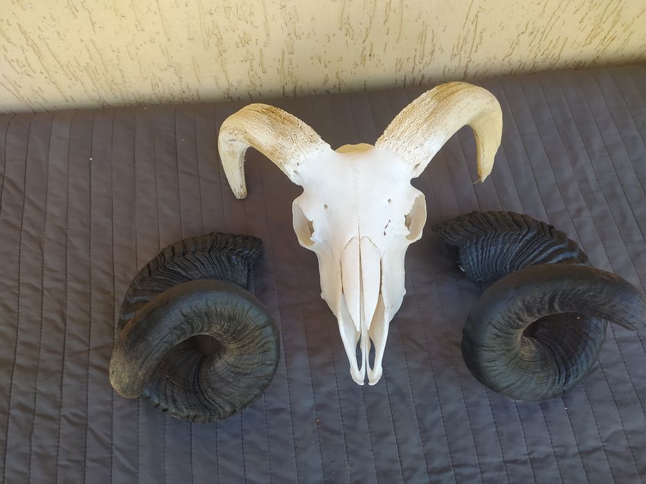 Czaszka mocnego barana