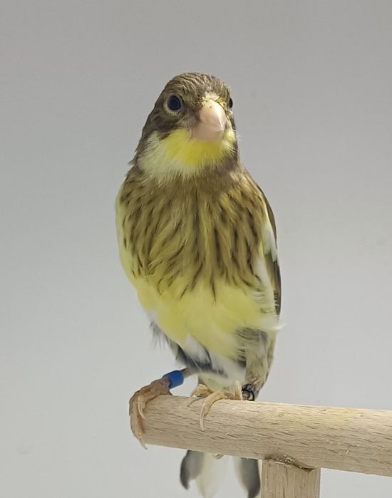 Kanarek kanarki slavujar