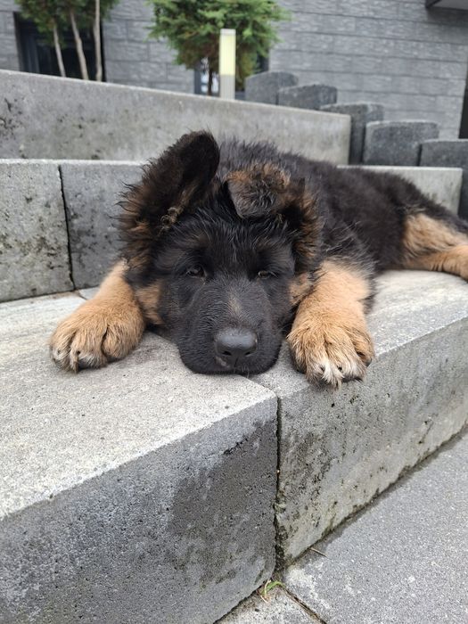 Owczarek Niemiecki Długowłosy Fci ,piesek