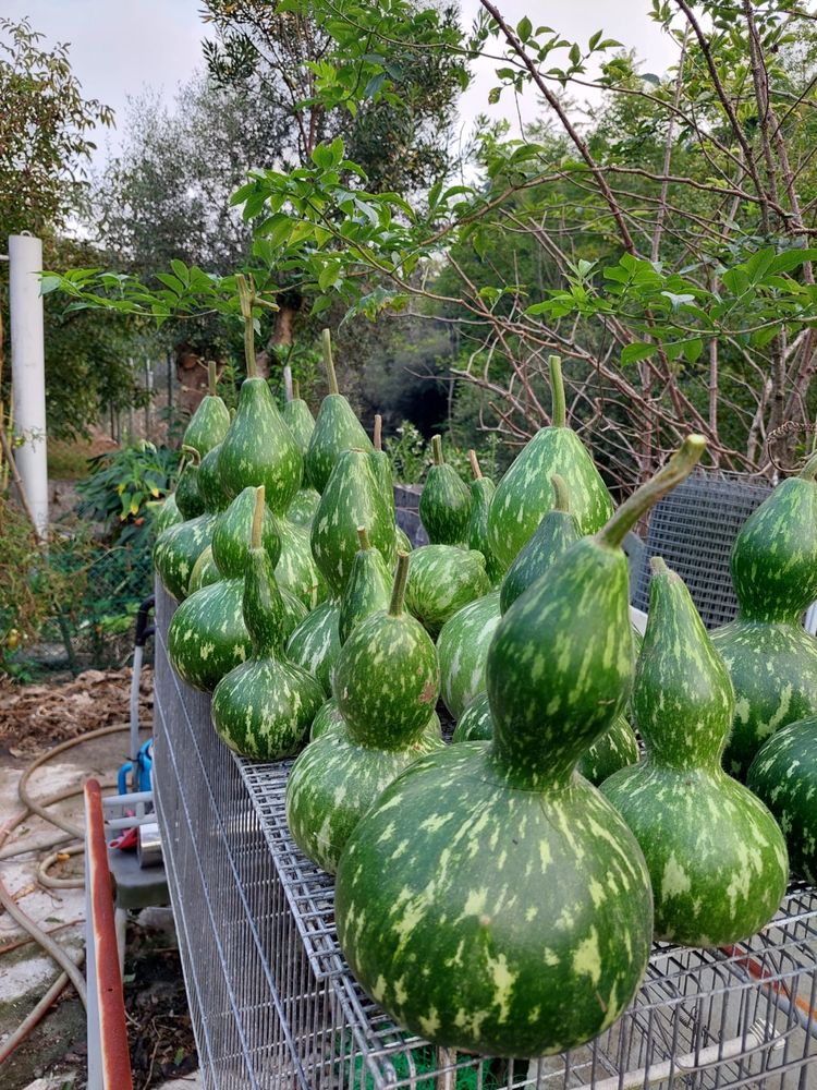 Cabaças para Venda