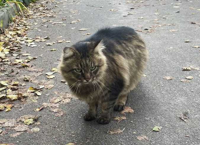 Марсель, 3р - казковий пухнастик з зеленими очима / кіт кішка кот