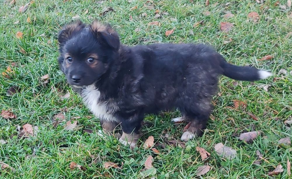 Oddam psa szczeniaka