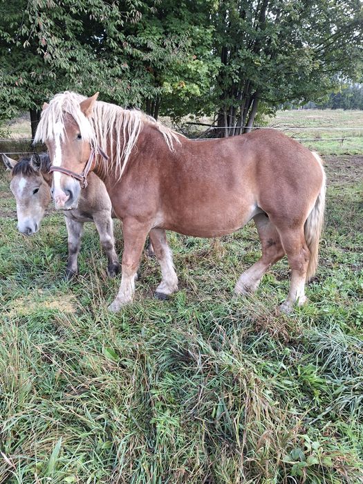 Sprzedam klacz zimnokrwistom