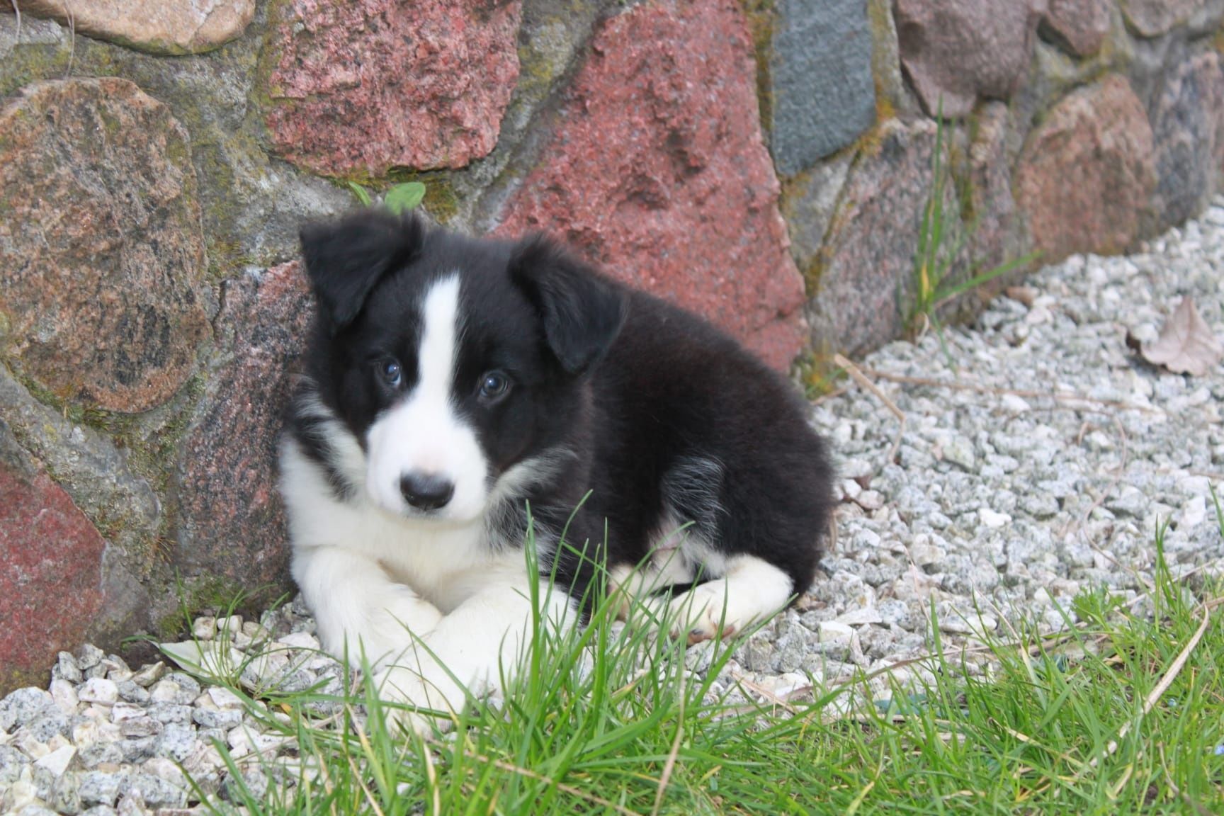 Border Collie Piesek czarno-biały