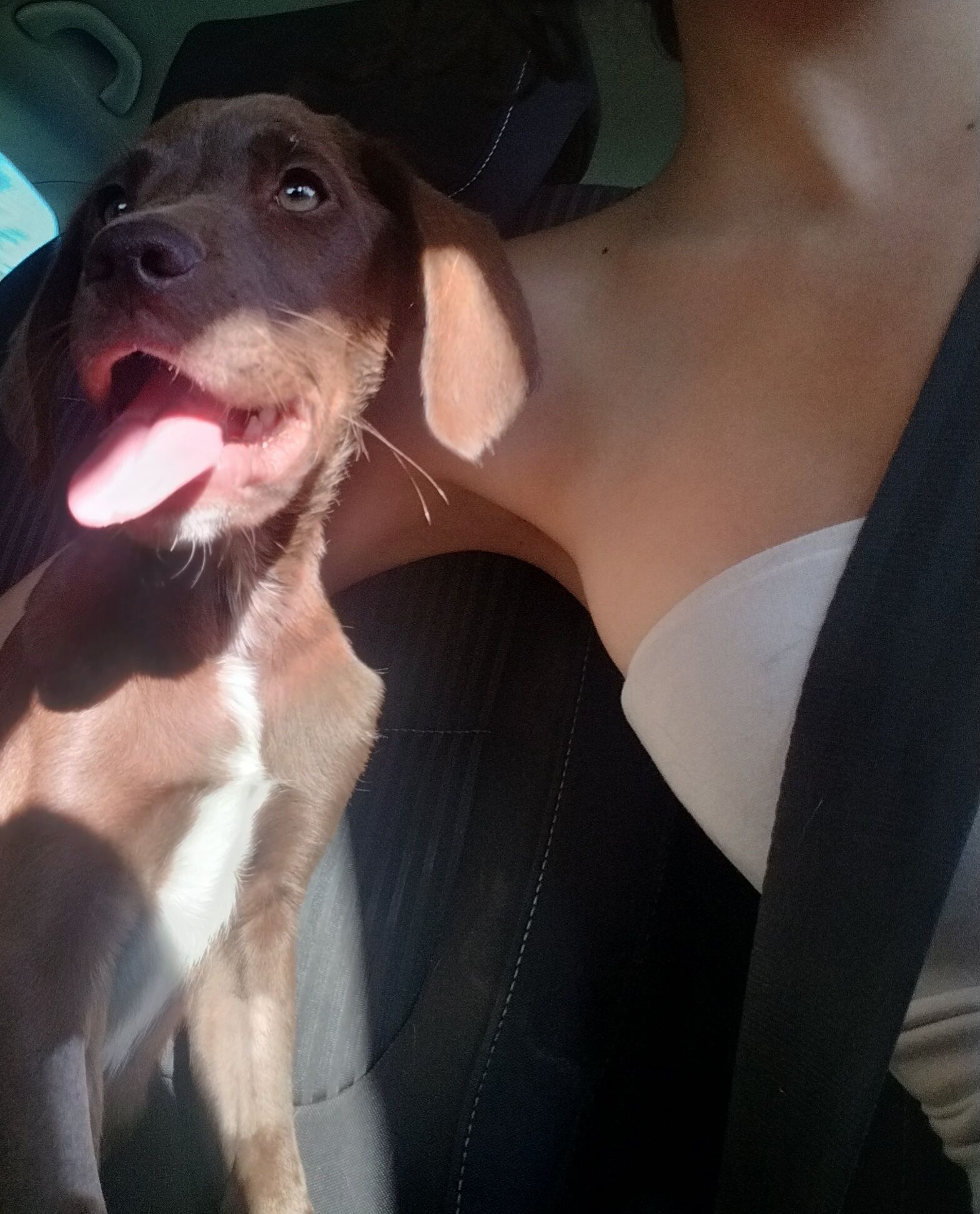 Filhotes de labrador para adoção responsável