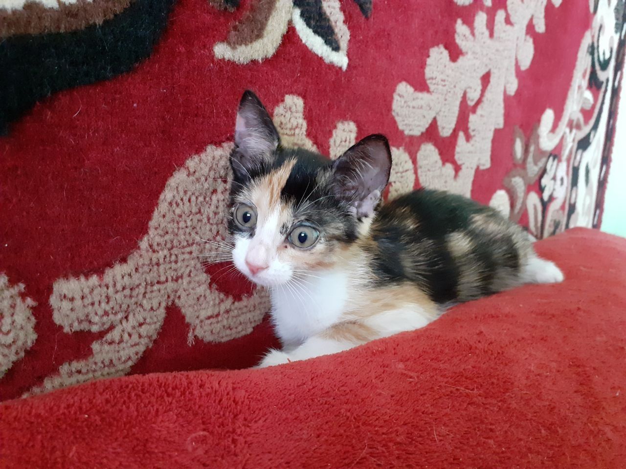 Чудо! Трёхмастная девочка кошечка котёнок котеня принесет вам счастье!