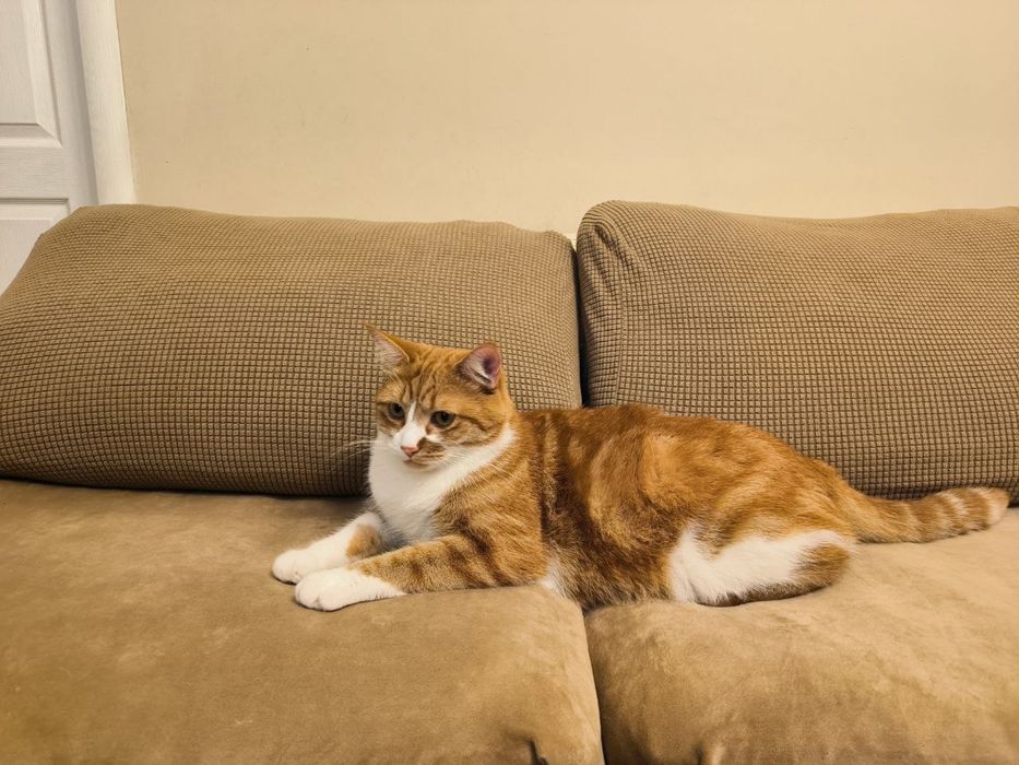 Красивый рыжий кот ищет семью