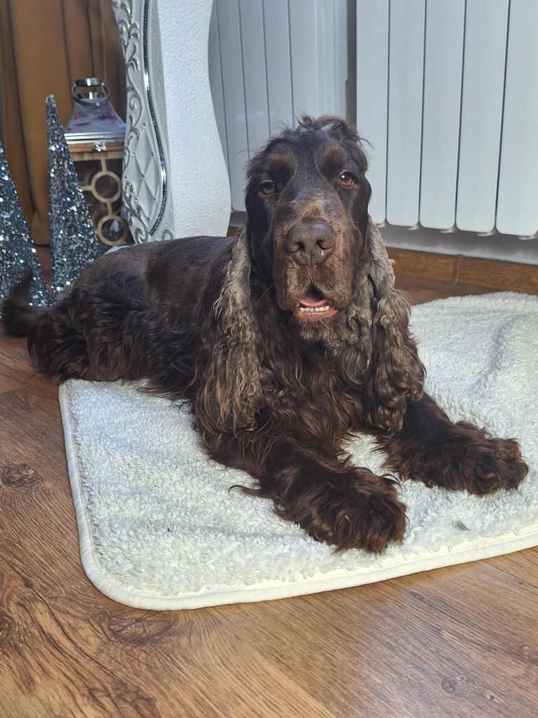 Cocker spaniel angielski- pies czekoladowy
