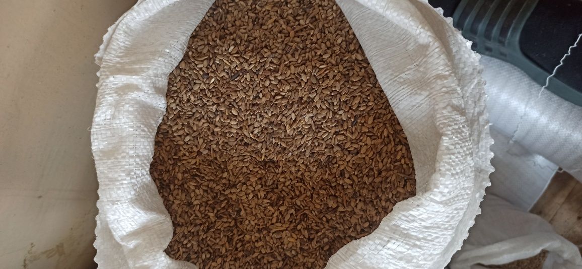Семена Насіння льону льна в продаже коричневый