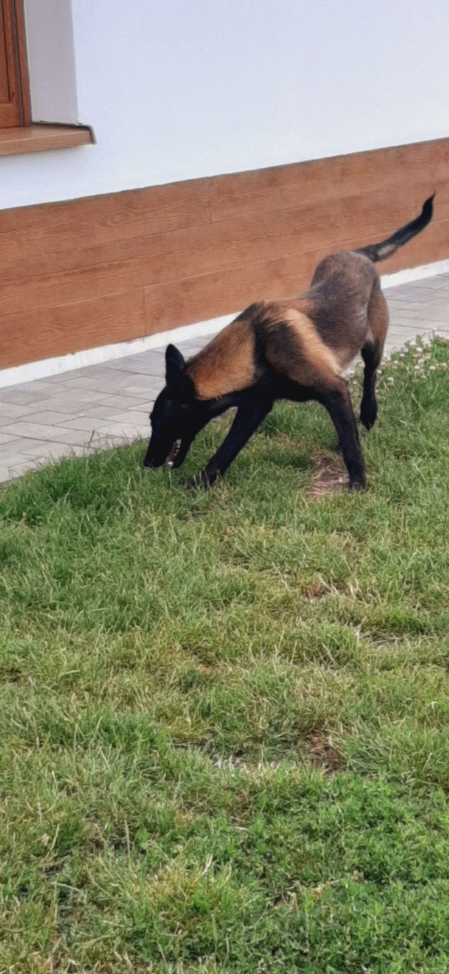 Owczarek Malinos Suczka Fci