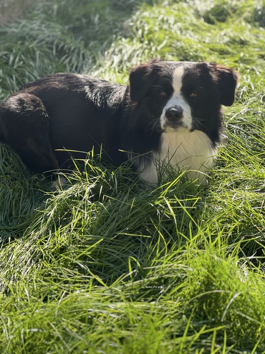 Кінолог/ Дресирування собак з виїздом Київ/київська область