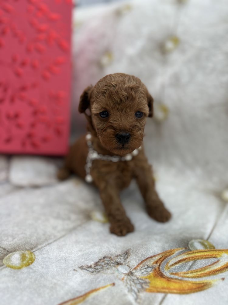 Pudel toy sunia red brown xxs