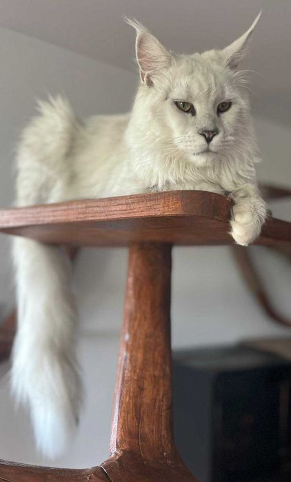 Kotka Maine coon f 09 linia shaded