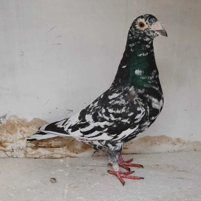 Gołąb gołębie pocztowe  - ozdoba gołebnika