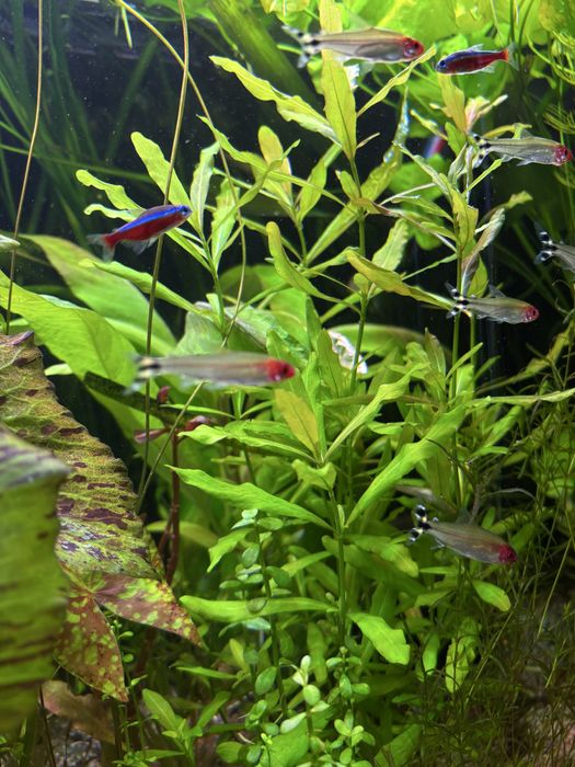 Hygrophila Polysperma