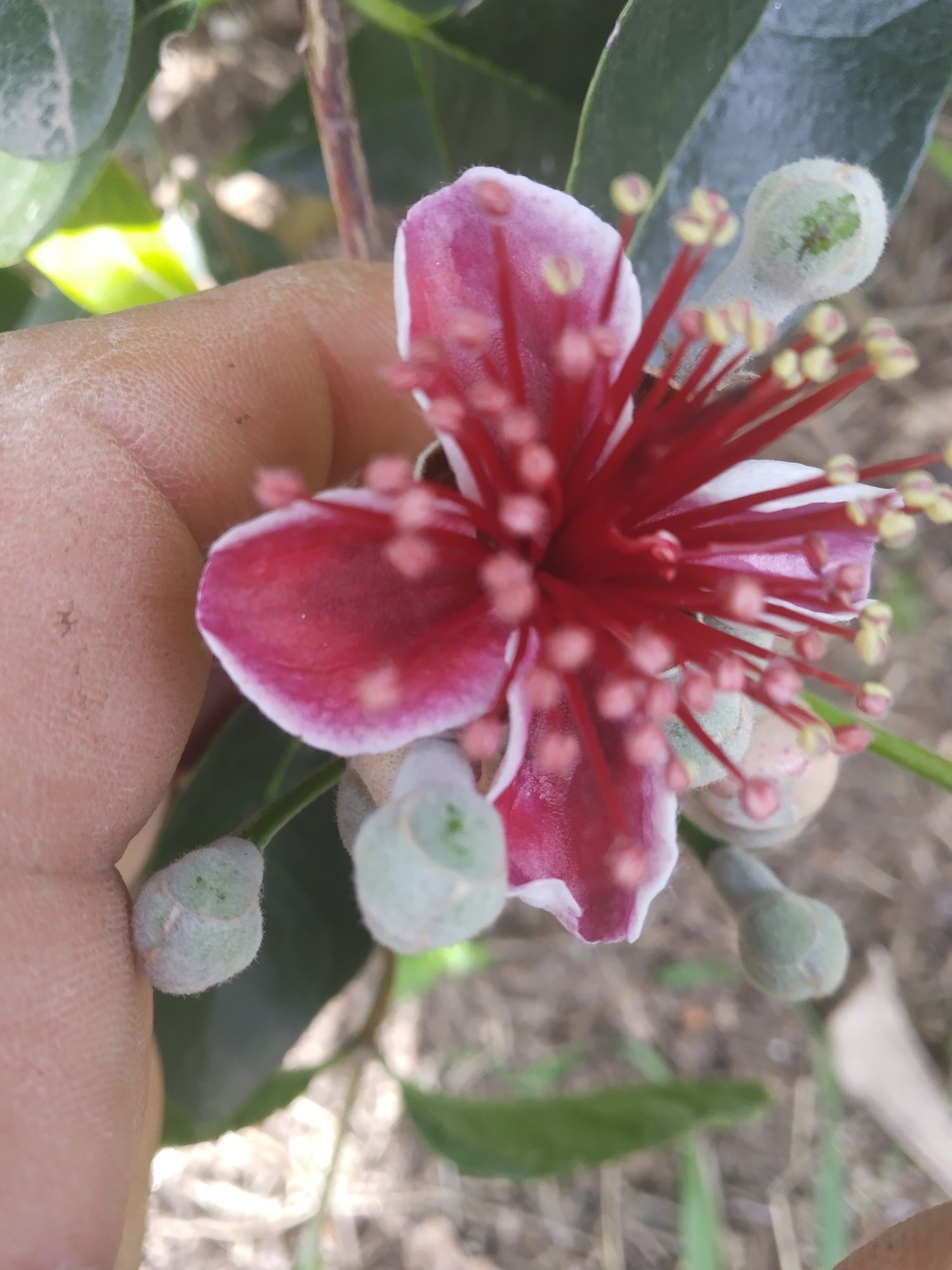 Plantas de Feijoa