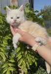 Kocurek Maine Coon WCF