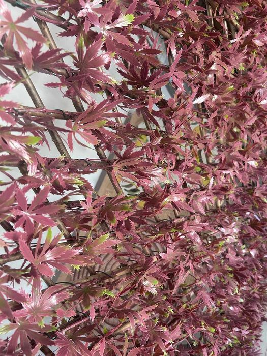 Osłona na balkon 200x100